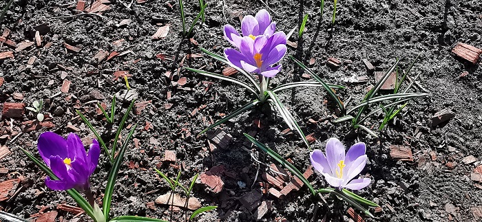 фото P30 Pro (14)