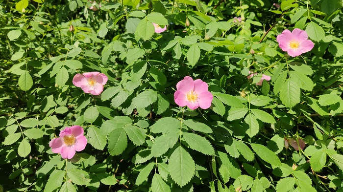 Foto-Mi9 (1)