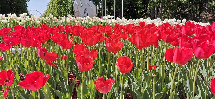 Huawei P30-Pro-13 (1)
