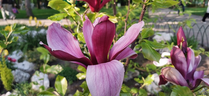 Huawei P30-Pro-13 (10)