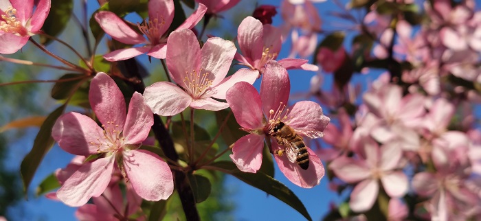 Huawei P30-Pro-13 (12)