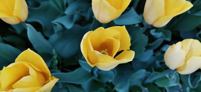 Huawei P30-Pro-13 (15)