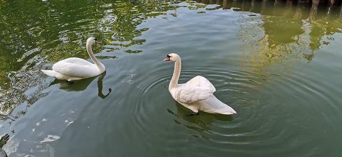 Huawei P30-Pro-13 (6)