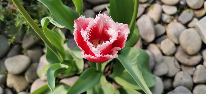Huawei P30-Pro-13 (9)