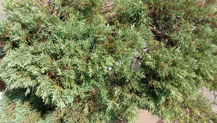 Обзор Vivo Y15 и Y17 – Фото 2