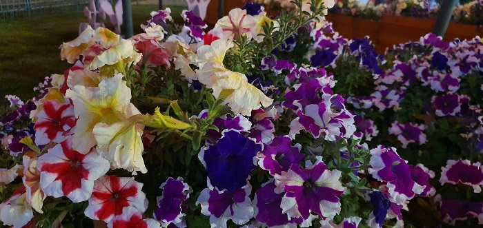 Galaxy Note 10+-ночная съемка (10)