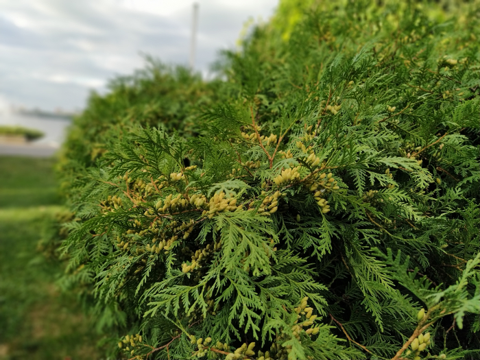 Обзор Xiaomi Mi A3 – Фото 1