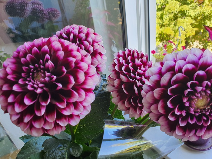 обычные фото на Note 10+ (27)