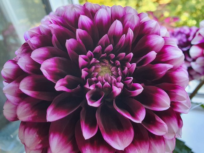 обычные фото на Note 10+ (28)