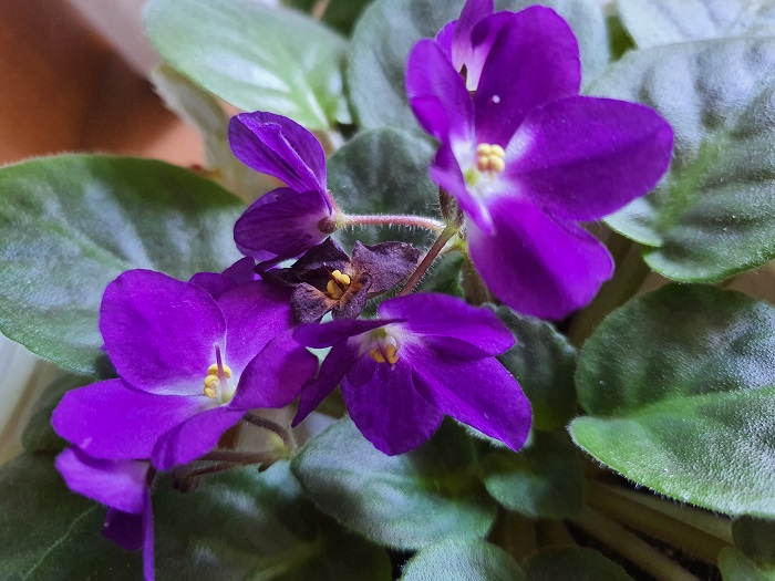 обычные фото на Note 10+ (29)