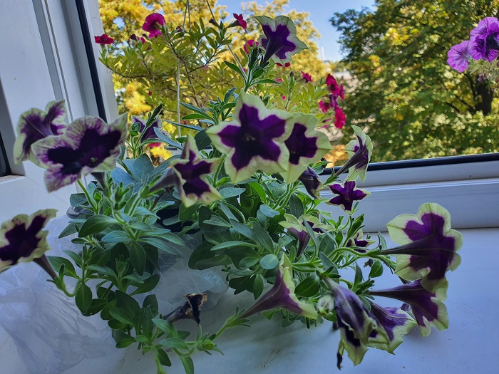 обычные фото на Note 10+ (30)