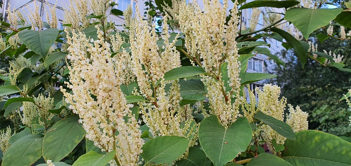 широкоугольный объектив Note 10+ (19)