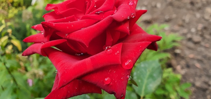 широкоугольный объектив Note 10+ (20)