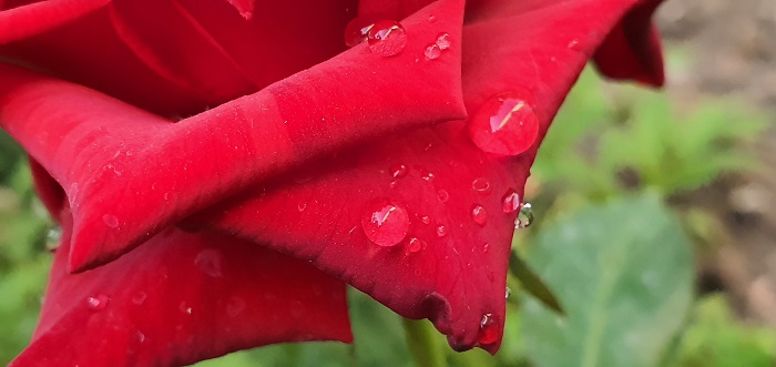 широкоугольный объектив Note 10+ (21)