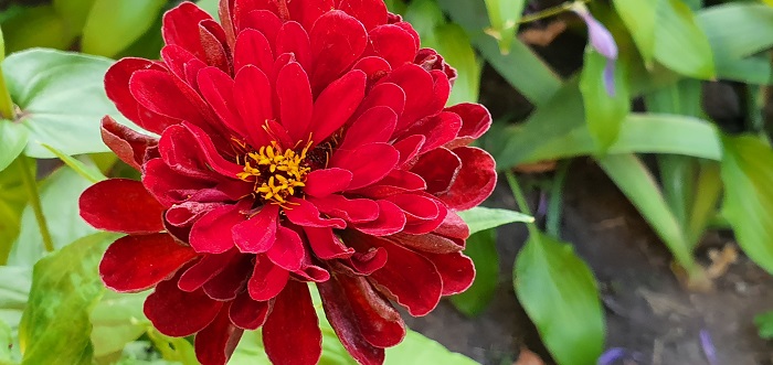 широкоугольный объектив Note 10+ (22)