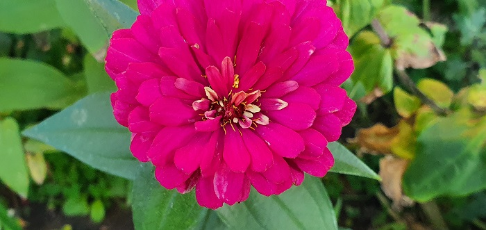 широкоугольный объектив Note 10+ (23)