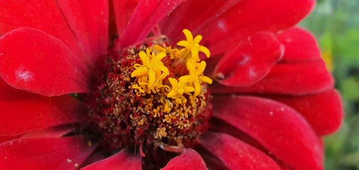 широкоугольный объектив Note 10+ (24)