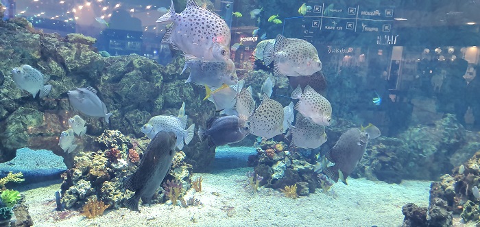 широкоугольный объектив Note 10+ (4)