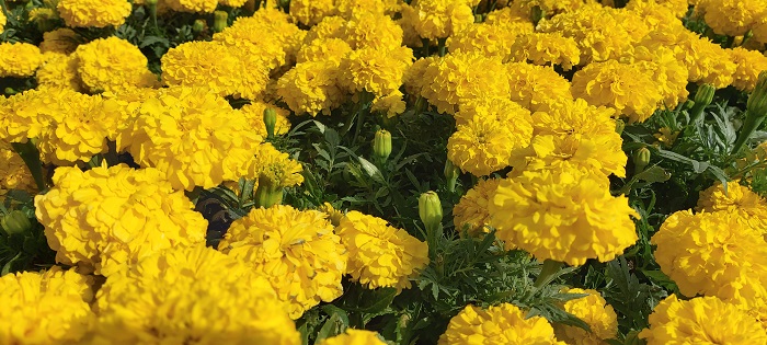 широкоугольный объектив (5)