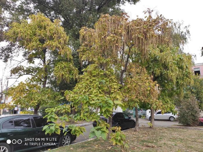 Обзор Mi 9 Lite – Фото1