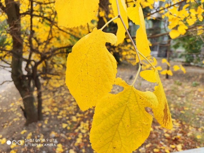 Обзор Mi 9 Lite – Фото4