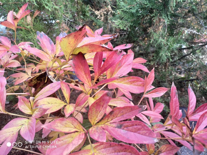 Обзор Mi 9 Lite – Фото5