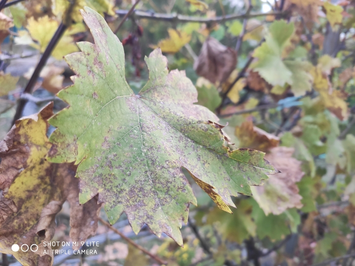 Обзор Mi 9 Lite – Фото6