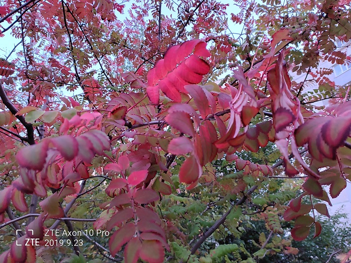 ZTE Axon 10 Pro- 48 MP (1)