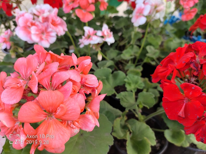 ZTE Axon 10 Pro- 48 MP (10)