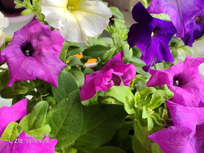 ZTE Axon 10 Pro- 48 MP (16)