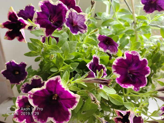 ZTE Axon 10 Pro- 48 MP (17)