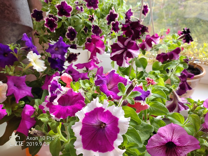 ZTE Axon 10 Pro- 48 MP (18)