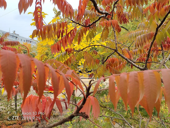 ZTE Axon 10 Pro- 48 MP (19)