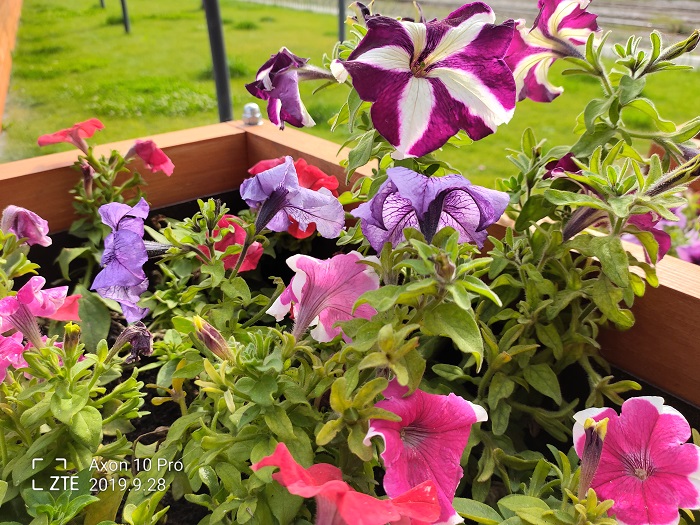 ZTE Axon 10 Pro- 48 MP (2)