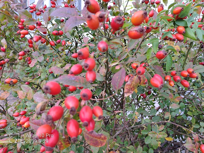 ZTE Axon 10 Pro- 48 MP (21)