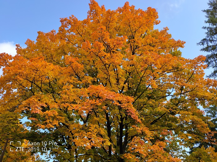 ZTE Axon 10 Pro- 48 MP (22)