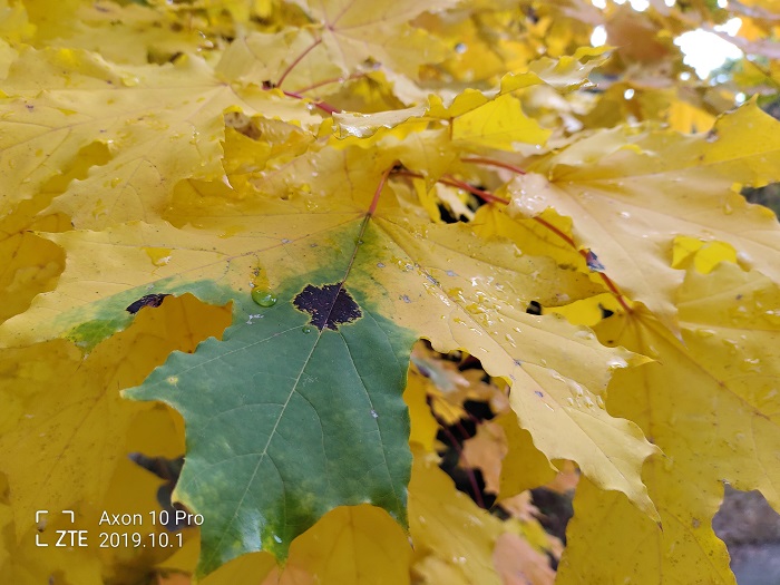 ZTE Axon 10 Pro- 48 MP (23)