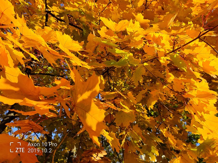 ZTE Axon 10 Pro- 48 MP (24)