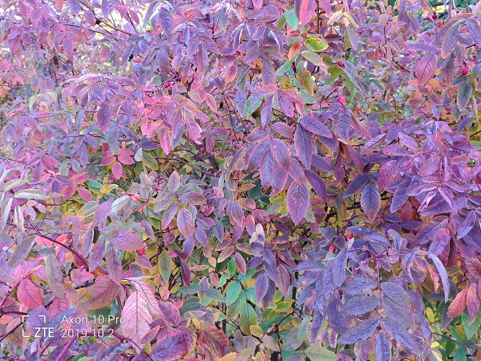 ZTE Axon 10 Pro- 48 MP (25)