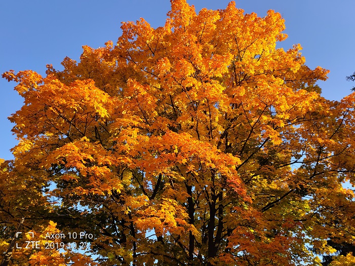 ZTE Axon 10 Pro- 48 MP (26)