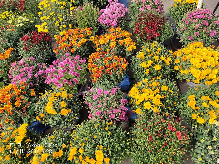 ZTE Axon 10 Pro- 48 MP (6)