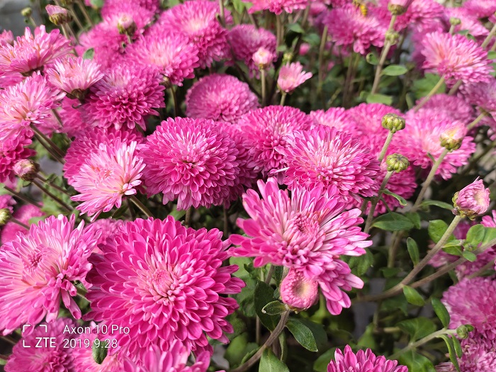 ZTE Axon 10 Pro- 48 MP (7)