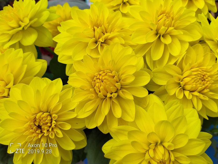 ZTE Axon 10 Pro- 48 MP (9)