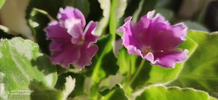 Mi Note 10 широкоуг (4)