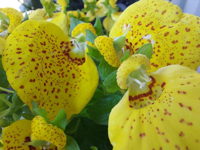 Обзор Samsung Galaxy A71 – Макро1