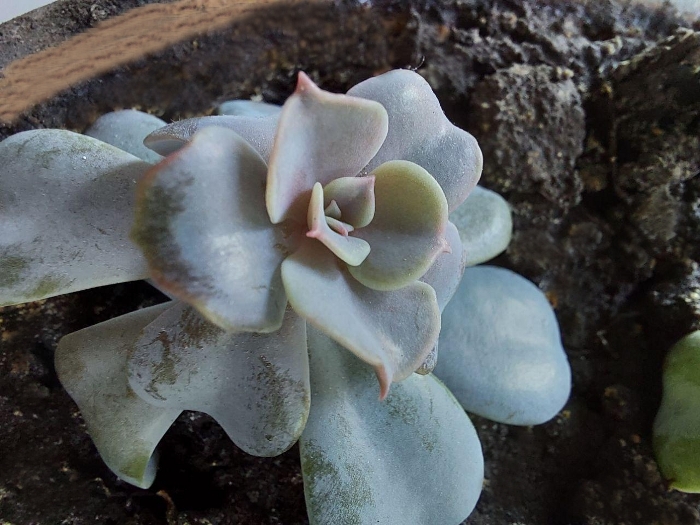 Обзор Samsung Galaxy A71 – Макро2