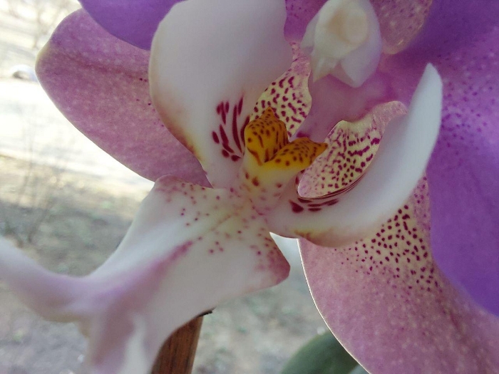 Обзор Samsung Galaxy A71 – Макро3