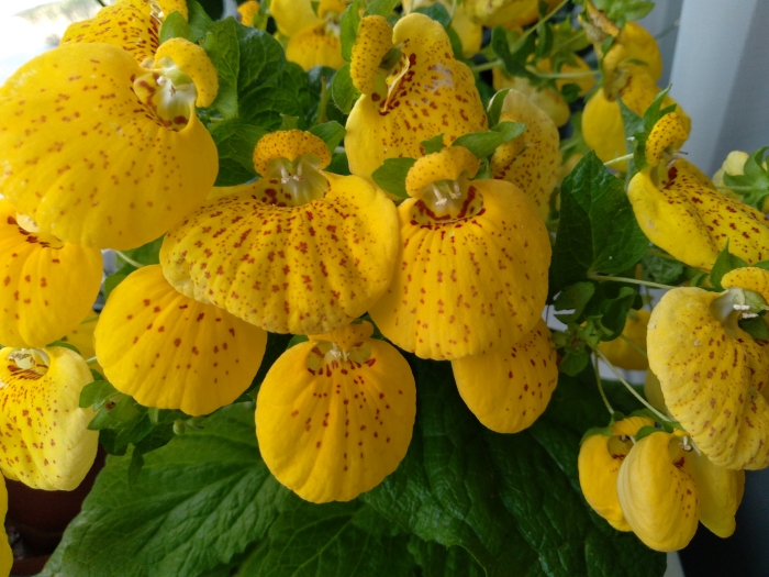 Обзор Samsung Galaxy A01 – Фото2