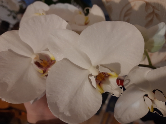 Обзор Samsung Galaxy M31 – 1