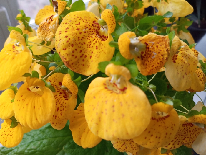 Обзор ZTE Blade 20 Smart – Фото1